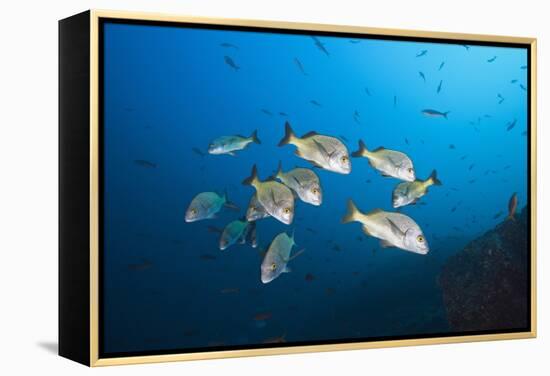 Burrito Grunt School (Anisotremus Interruptus)-Reinhard Dirscherl-Framed Premier Image Canvas