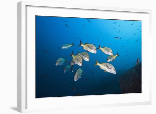 Burrito Grunt School (Anisotremus Interruptus)-Reinhard Dirscherl-Framed Photographic Print