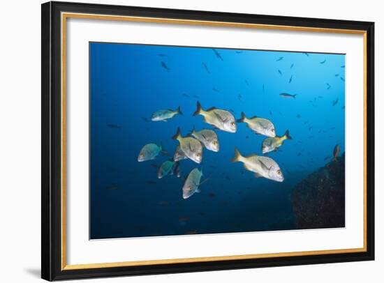 Burrito Grunt School (Anisotremus Interruptus)-Reinhard Dirscherl-Framed Photographic Print