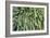 Burro's Tail Foliage-null-Framed Photographic Print