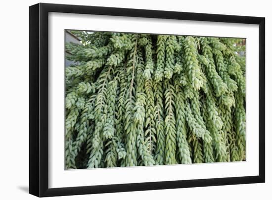 Burro's Tail Foliage-null-Framed Photographic Print