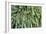 Burro's Tail Foliage-null-Framed Photographic Print