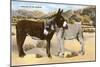 Burros Snuggling, Romance in the Rockies-null-Mounted Art Print