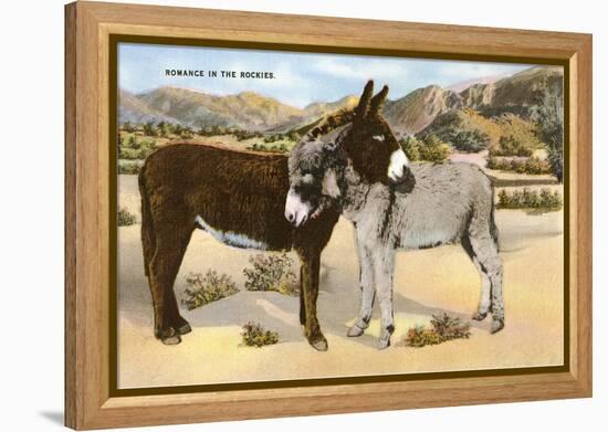 Burros Snuggling, Romance in the Rockies-null-Framed Stretched Canvas