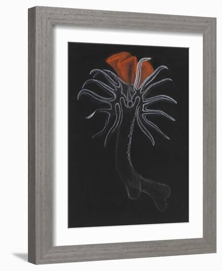 Burrowing Anemone-Philip Henry Gosse-Framed Giclee Print