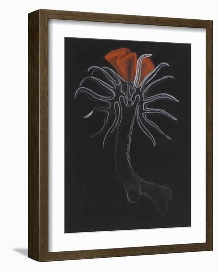 Burrowing Anemone-Philip Henry Gosse-Framed Giclee Print