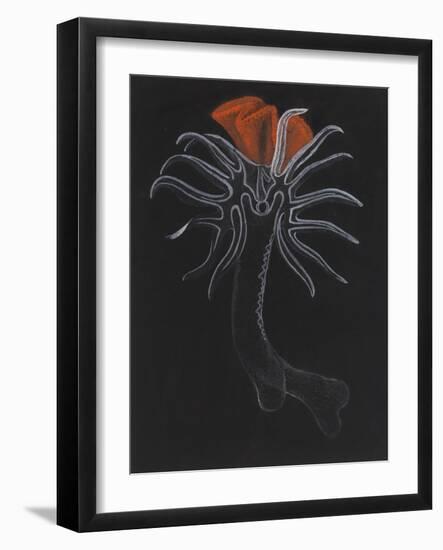 Burrowing Anemone-Philip Henry Gosse-Framed Giclee Print