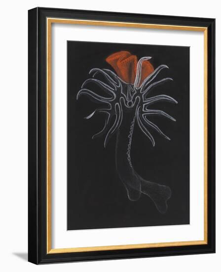 Burrowing Anemone-Philip Henry Gosse-Framed Giclee Print