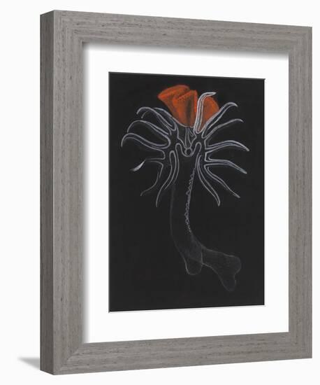 Burrowing Anemone-Philip Henry Gosse-Framed Giclee Print