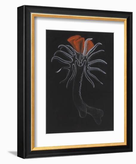 Burrowing Anemone-Philip Henry Gosse-Framed Giclee Print