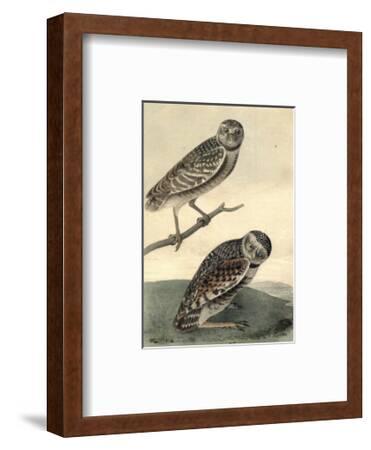 'Burrowing Day Owl' Art Print - John James Audubon | Art.com