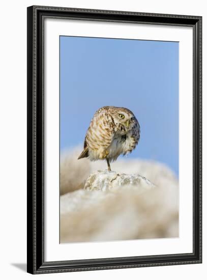 Burrowing Owl Adult Roosting on Rock-Larry Ditto-Framed Photographic Print