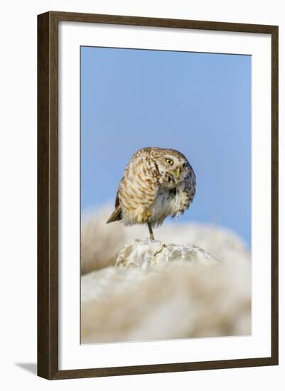 Burrowing Owl Adult Roosting on Rock-Larry Ditto-Framed Photographic Print