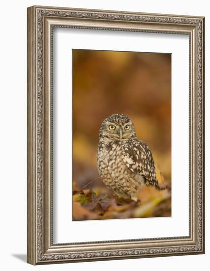 Burrowing owl (Athene cunicularia), among autumn foliage, United Kingdom, Europe-Kyle Moore-Framed Photographic Print