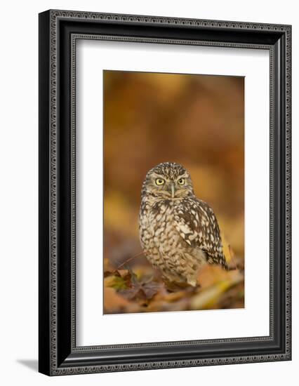 Burrowing owl (Athene cunicularia), among autumn foliage, United Kingdom, Europe-Kyle Moore-Framed Photographic Print