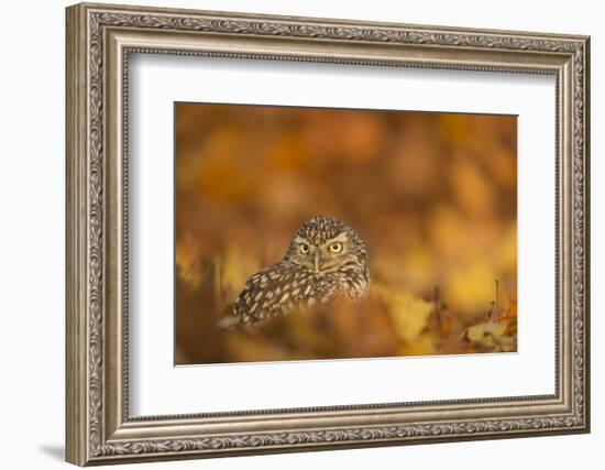 Burrowing owl (Athene cunicularia), among autumn foliage, United Kingdom, Europe-Kyle Moore-Framed Photographic Print