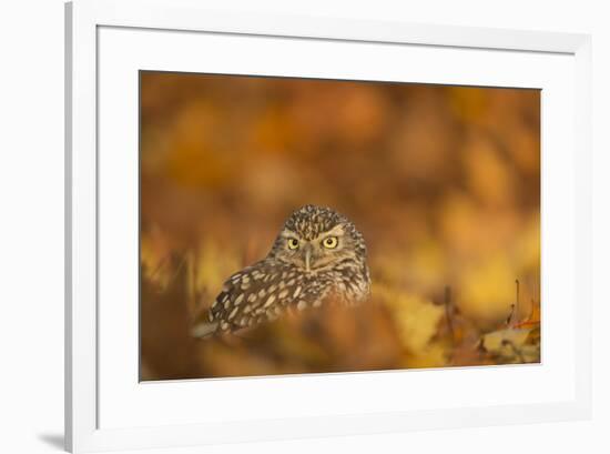 Burrowing owl (Athene cunicularia), among autumn foliage, United Kingdom, Europe-Kyle Moore-Framed Photographic Print