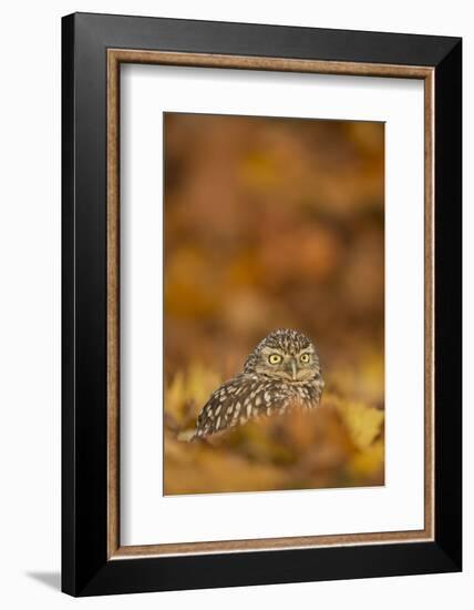 Burrowing owl (Athene cunicularia), among autumn foliage, United Kingdom, Europe-Kyle Moore-Framed Photographic Print