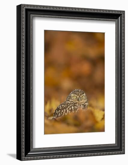 Burrowing owl (Athene cunicularia), among autumn foliage, United Kingdom, Europe-Kyle Moore-Framed Photographic Print