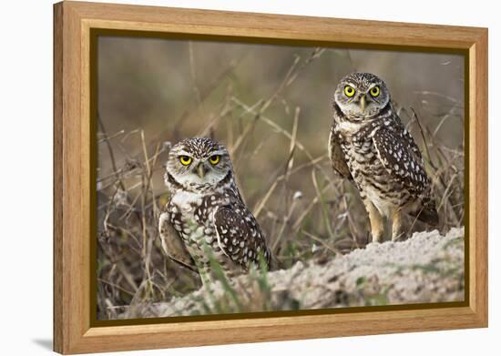 Burrowing owl, Cape Coral, Florida.-Adam Jones-Framed Premier Image Canvas