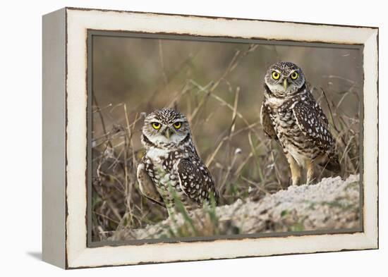 Burrowing owl, Cape Coral, Florida.-Adam Jones-Framed Premier Image Canvas