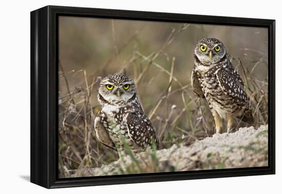 Burrowing owl, Cape Coral, Florida.-Adam Jones-Framed Premier Image Canvas