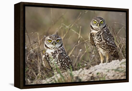 Burrowing owl, Cape Coral, Florida.-Adam Jones-Framed Premier Image Canvas