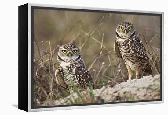 Burrowing owl, Cape Coral, Florida.-Adam Jones-Framed Premier Image Canvas