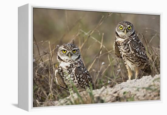 Burrowing owl, Cape Coral, Florida.-Adam Jones-Framed Premier Image Canvas