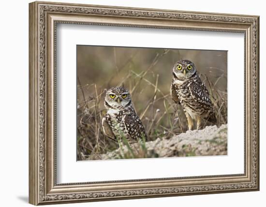 Burrowing owl, Cape Coral, Florida.-Adam Jones-Framed Photographic Print