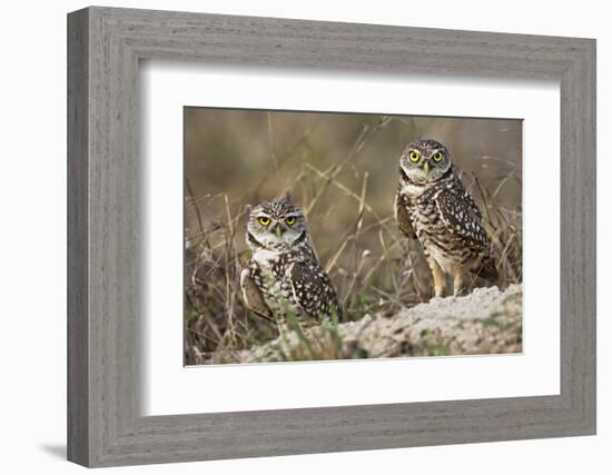 Burrowing owl, Cape Coral, Florida.-Adam Jones-Framed Photographic Print