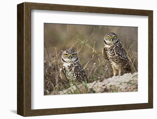 Burrowing owl, Cape Coral, Florida.-Adam Jones-Framed Photographic Print