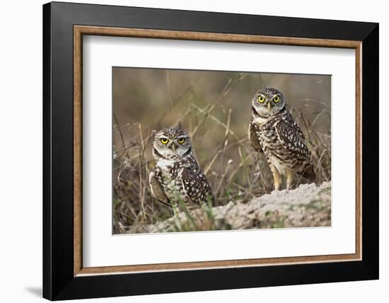 Burrowing owl, Cape Coral, Florida.-Adam Jones-Framed Photographic Print