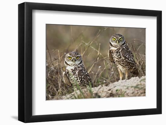 Burrowing owl, Cape Coral, Florida.-Adam Jones-Framed Photographic Print