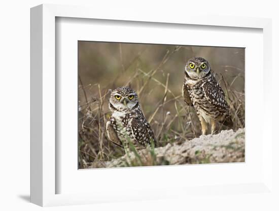 Burrowing owl, Cape Coral, Florida.-Adam Jones-Framed Photographic Print