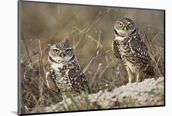 Burrowing owl, Cape Coral, Florida.-Adam Jones-Mounted Photographic Print