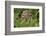 Burrowing owl, Cape Coral, Florida.-Adam Jones-Framed Photographic Print