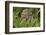 Burrowing owl, Cape Coral, Florida.-Adam Jones-Framed Photographic Print