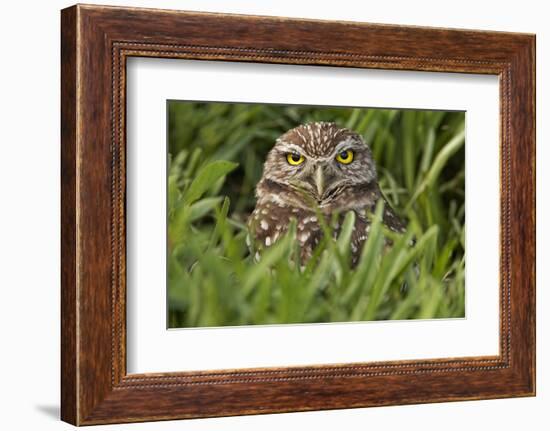 Burrowing owl, Cape Coral, Florida.-Adam Jones-Framed Photographic Print