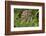 Burrowing owl, Cape Coral, Florida.-Adam Jones-Framed Photographic Print