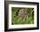 Burrowing owl, Cape Coral, Florida.-Adam Jones-Framed Photographic Print