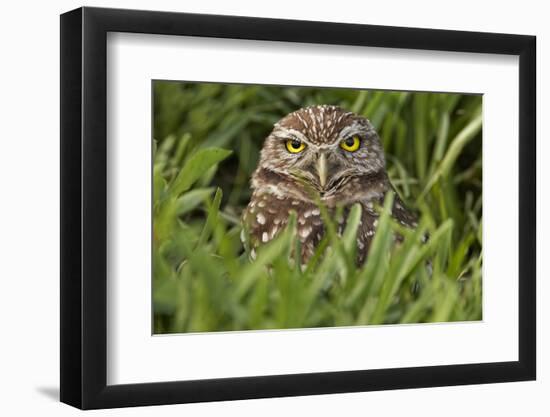 Burrowing owl, Cape Coral, Florida.-Adam Jones-Framed Photographic Print