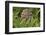 Burrowing owl, Cape Coral, Florida.-Adam Jones-Framed Photographic Print