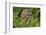 Burrowing owl, Cape Coral, Florida.-Adam Jones-Framed Photographic Print