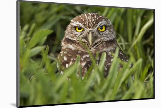 Burrowing owl, Cape Coral, Florida.-Adam Jones-Mounted Photographic Print