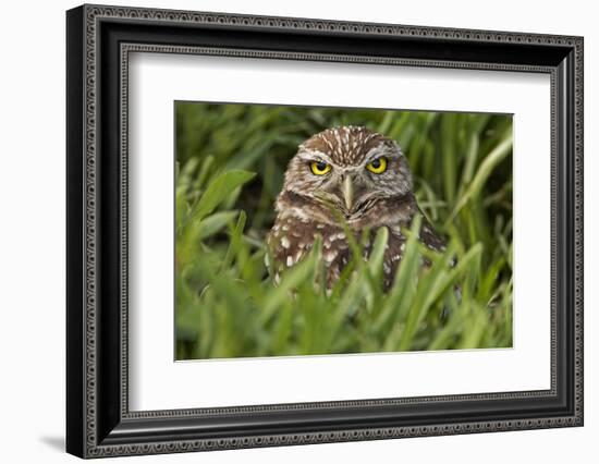 Burrowing owl, Cape Coral, Florida.-Adam Jones-Framed Photographic Print