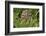 Burrowing owl, Cape Coral, Florida.-Adam Jones-Framed Photographic Print