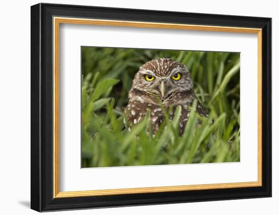 Burrowing owl, Cape Coral, Florida.-Adam Jones-Framed Photographic Print