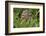 Burrowing owl, Cape Coral, Florida.-Adam Jones-Framed Photographic Print