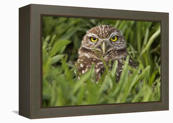 Burrowing owl, Cape Coral, Florida.-Adam Jones-Framed Premier Image Canvas